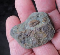 Skreiaspis spinosa (Pompeckj, 1895)