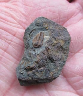 Skreiaspis spinosa (Pompeckj, 1895)