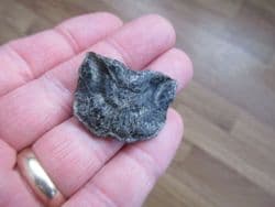 Skull element from a fish