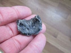 Skull element from a fish