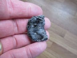 Skull element from a fish