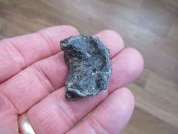 Skull element from a fish