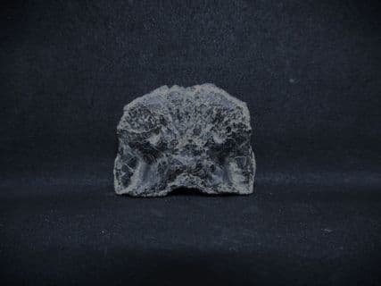 Skull element from a fish