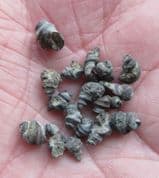 Small Sea Snails from Weymouth