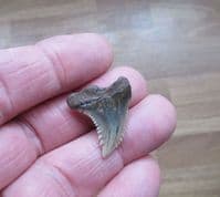 Snaggletooth shark tooth Hemipristis serra