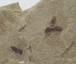 Snout Beetle from Colorado