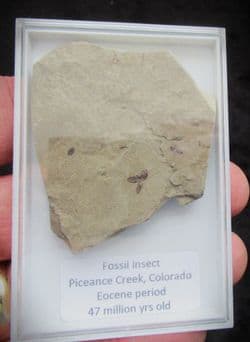 Snout Beetle from Colorado