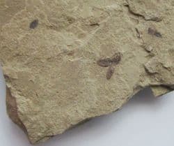 Snout Beetle from Colorado