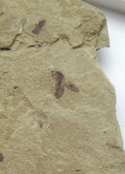 Snout Beetle from Colorado