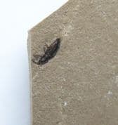 Snout Beetle from Colorado