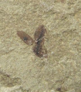 Snout Beetle from Colorado