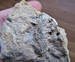 Sociable worm Colony