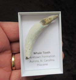 Sperm whale tooth Physeterula