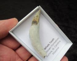 Sperm whale tooth Physeterula