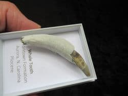 Sperm whale tooth Physeterula