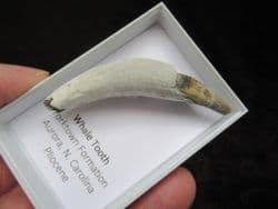 Sperm whale tooth Physeterula