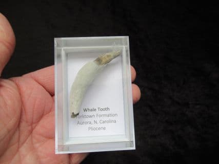 Sperm whale tooth Physeterula