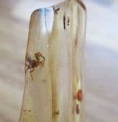 Spider and insects in Copal Amber