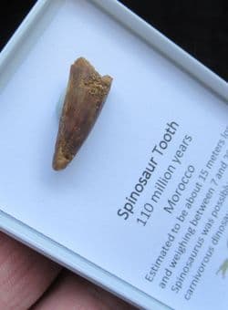 Spinosaurus cf. aegypticus (Stromer, 1915)