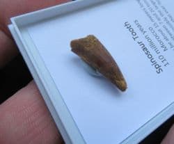 Spinosaurus cf. aegypticus (Stromer, 1915)