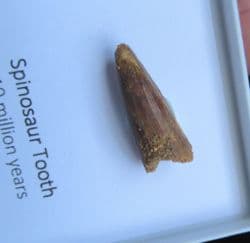 Spinosaurus cf. aegypticus (Stromer, 1915)