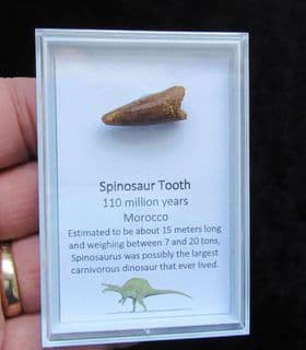 Spinosaurus cf. aegypticus (Stromer, 1915)
