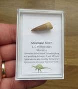 Spinosaurus tooth nice ridges