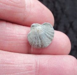 Spiriferina  walcoti (Sowerby 1822)