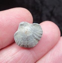 Spiriferina  walcoti (Sowerby 1822)