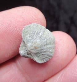Spiriferina  walcoti (Sowerby 1822)