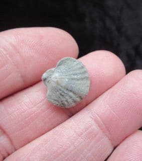 Spiriferina  walcoti (Sowerby 1822)