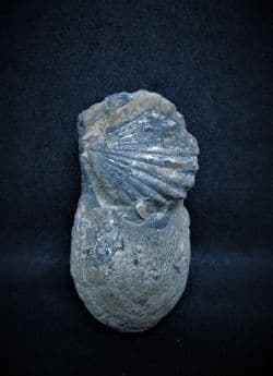 Squamirhynchia squamplex