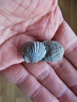 Squamirhynchia squamplex
