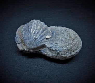 Squamirhynchia squamplex