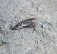 Stenopterygius Ichthyosaur tooth!