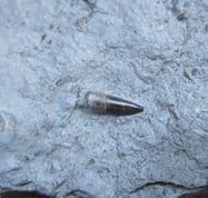 Stenopterygius Ichthyosaur tooth!