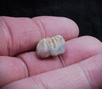 Sthenurus  "Strong tail Kangaroo" tooth