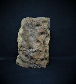 Stigmaria  ficoides (Brongiart)