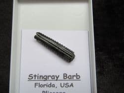 Stingray tail spike !