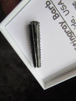 Stingray tail spike !