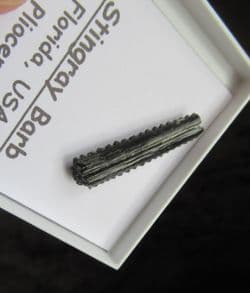 Stingray tail spike !