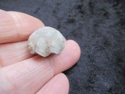 Stiphothyris tumida  (Davidson)