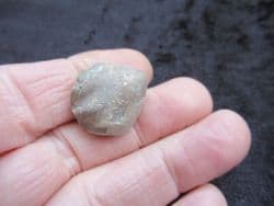 Stiphothyris tumida  (Davidson)