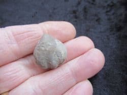 Stiphothyris tumida  (Davidson)