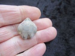 Stiphothyris tumida  (Davidson)