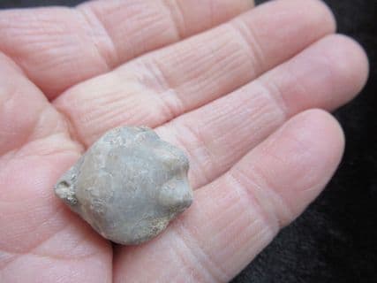 Stiphothyris tumida  (Davidson)
