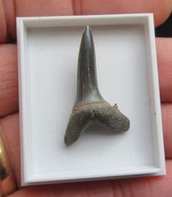 Striatolamia  Macrota  (Agassiz  1843)