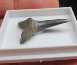Striatolamia  Macrota  (Agassiz  1843)