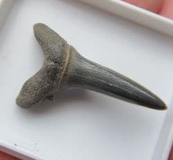 Striatolamia  Macrota  (Agassiz  1843)