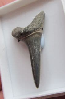Striatolamia Macrota (Agassiz 1843)